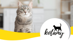 Logo sklepu Kotamy na tle kota w kuchni
